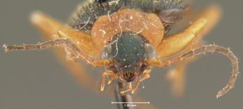 Media type: image;   Entomology 33017 Aspect: head frontal view